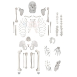 Disarticulated Human Skeleton Model