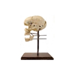 Human Skull Bones Model