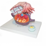 Ovary Structure Model