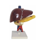 Human Liver Pancreas And Duodenum Model