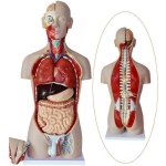 Human Torso with Muscles and Open Back, 27 Parts
