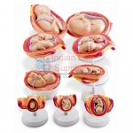 Pregnancy Model Set