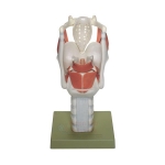 Human Larynx Model