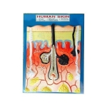 Human Skin Model