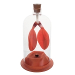 Human Lung Demonstration Model