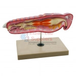 Locust Anatomy Model