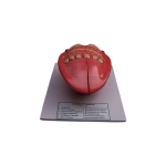 Human Tongue Model