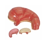 Human Stomach Model