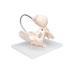 Human Birth Demonstration Model