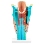 Human Larynx Model, Full Size 3 Parts
