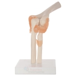 Human Elbow Joint Model
