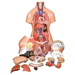 Human Unisex Torso 23 parts PVC Plastic