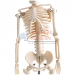 Skeleton of the Human Trunk