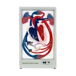 Human Cardiac Beat And Blood Circulation Model