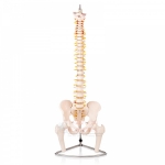Human Vertebral Model With Pelvis &amp; Femur Heads