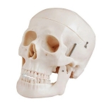 Plastic Human Skull Model