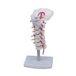Human Cervical Spinal Column Model