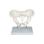 Human Adult Male Pelvis Structural Model