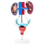 Human Female Urogenital Model