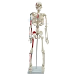 Medium Human Skeleton Model, Painted
