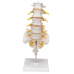 Human Lumbar Vertebrae Model