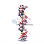 DNA Model Kit