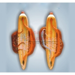 Ascaris Male and Female Model