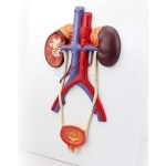 Human Urinary System Model