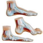 Human Foot Set Model
