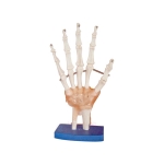 Life Size Hand Joint Model With Ligaments