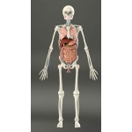 Human Skeleton with Internal Organs &amp; Muscles
