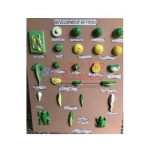 Frog Development Set