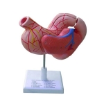 Human Stomach Model on Stand