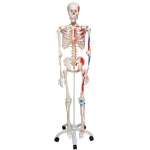 Life Size Human Skeleton Model Painted