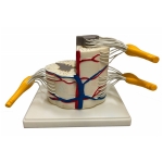 Human Vertebral And Partial Spinal Cord Model