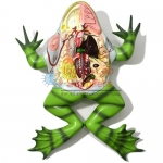 Frog Dissection Model
