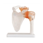 Human Shoulder Joint Model