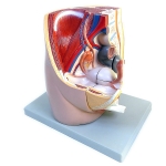 Human Female Half Pelvis Model